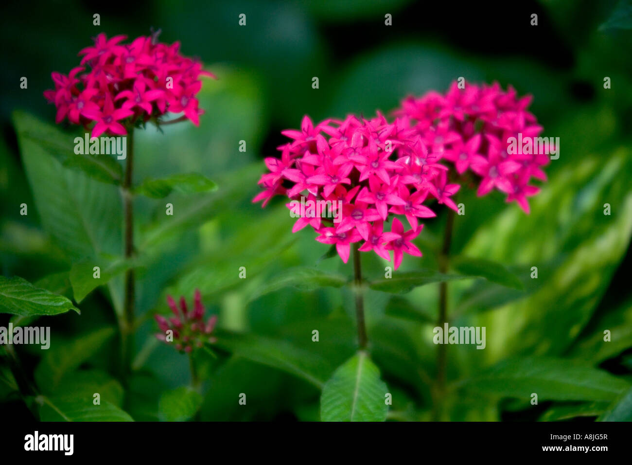 Pentas lanceolata, amas d'étoiles égyptien Rubiaceae Origine : originaire d'Afrique Banque D'Images