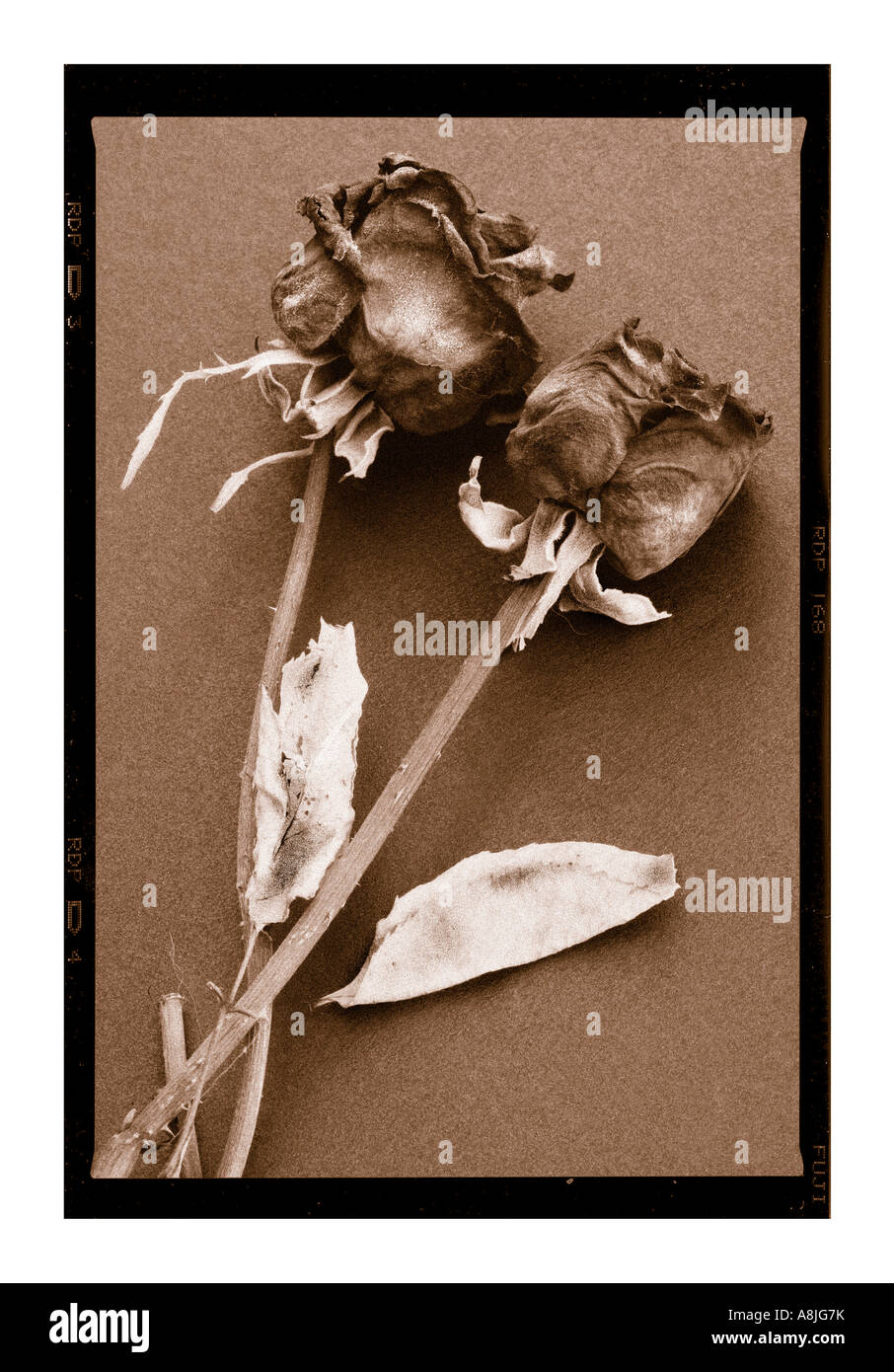 Fine Art sépia impression de deux fleurs rose fané Banque D'Images