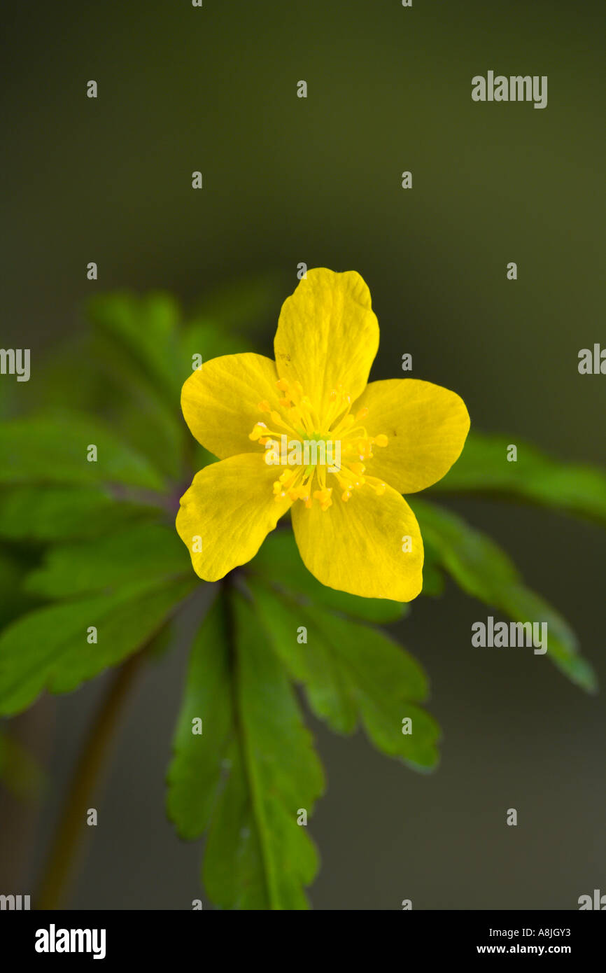 Détails Anemone fleur de Nice avec l'arrière-plan flou bedfordshire potton Banque D'Images