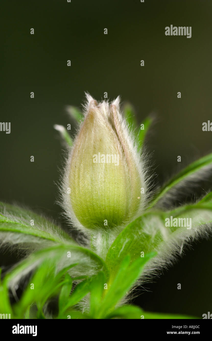 Anémone pulsatille blanche Anémone pulsatilla close up of flower bud avec nice hors focus contexte bedfordshire potton Banque D'Images