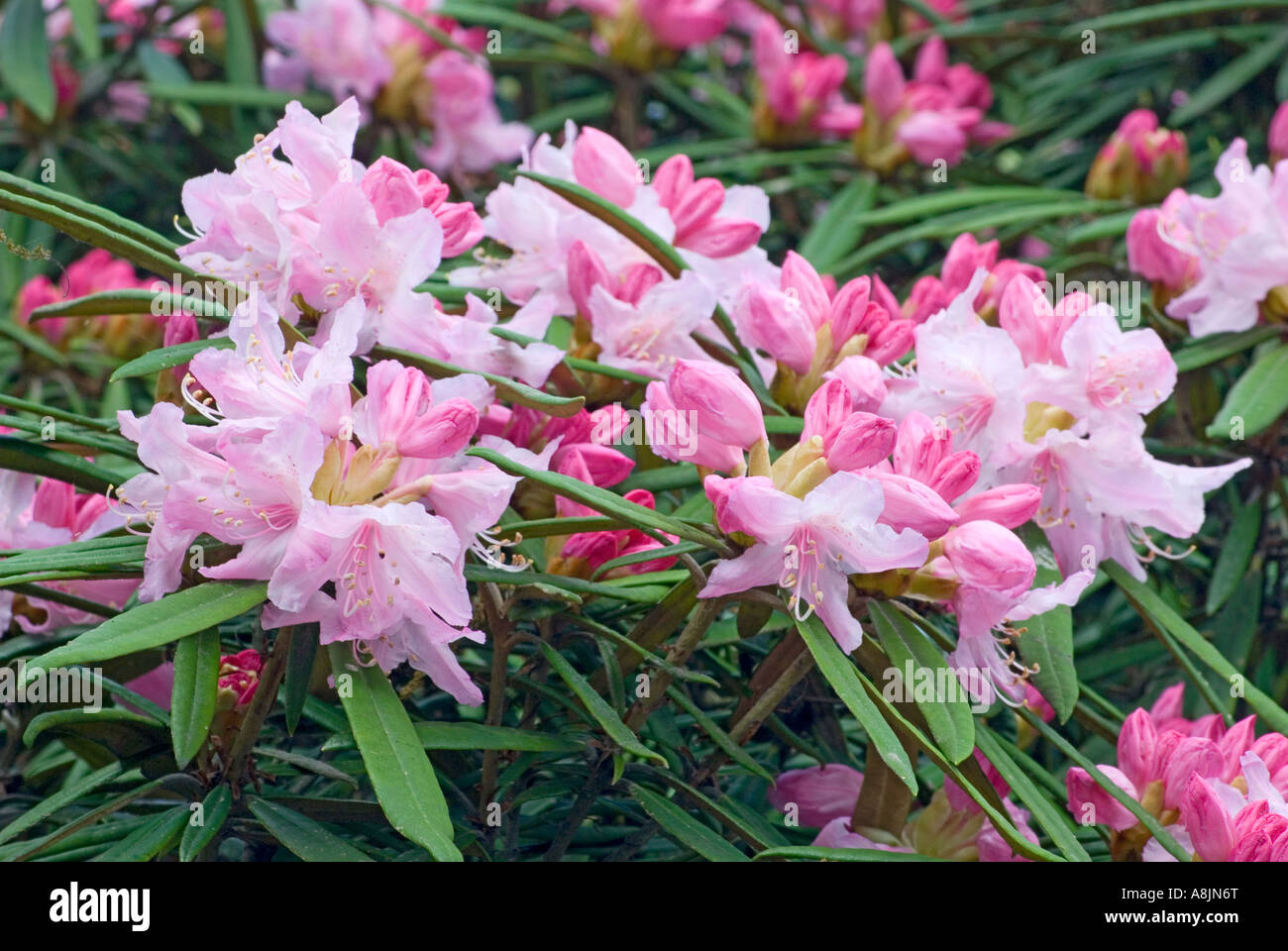 Rhododendron Makinoi rose fleurs Banque D'Images