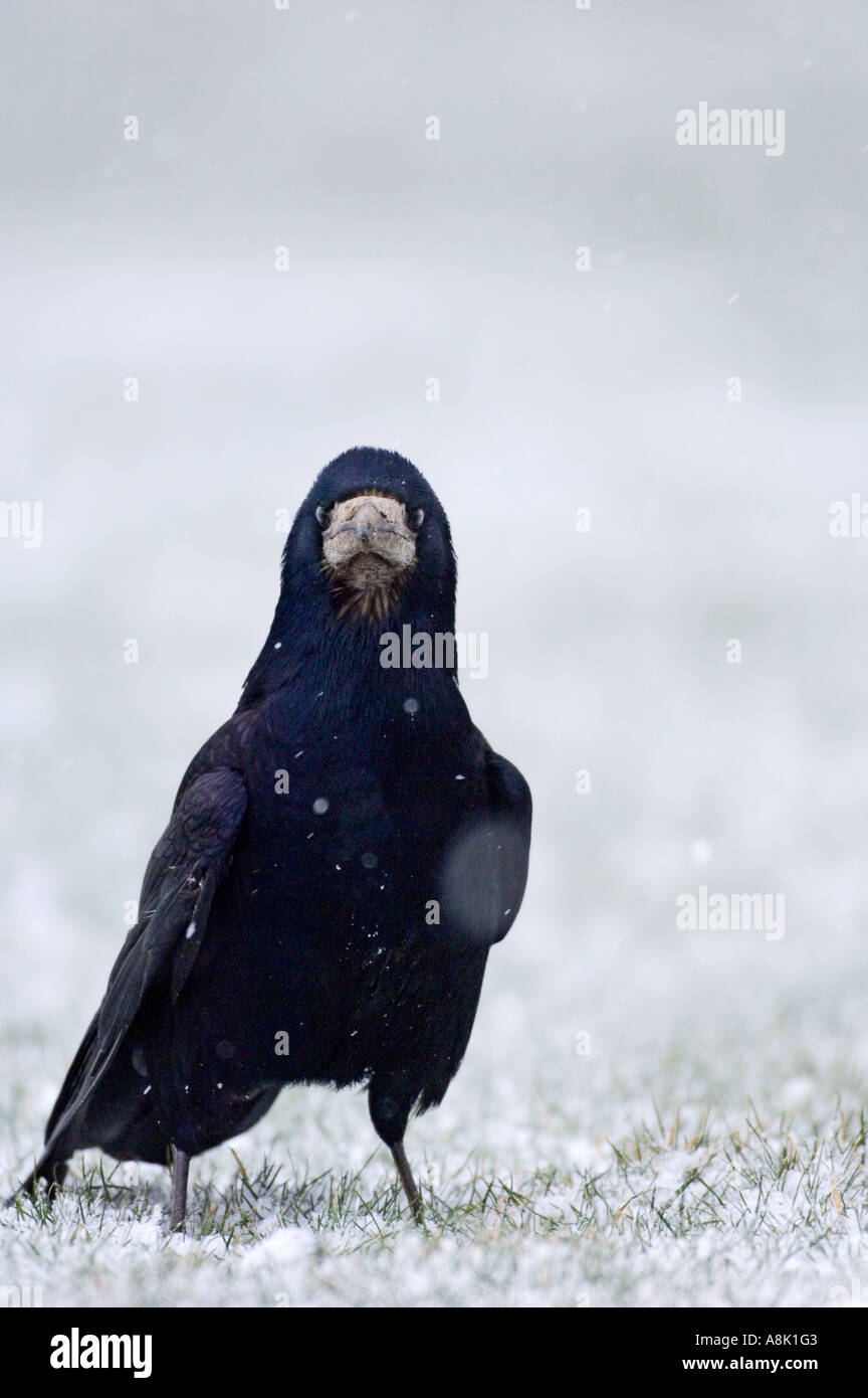 Corvus frugilegus Rook en février neige UK Northumberland Banque D'Images