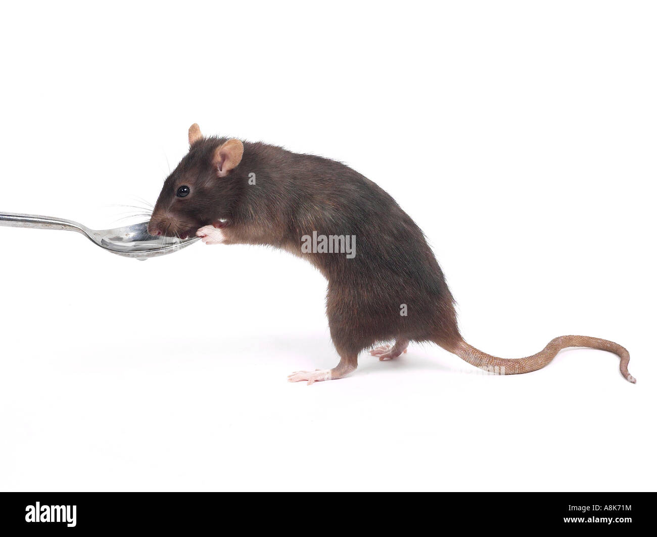 Un rat domestique boire d'une cuillère. Banque D'Images