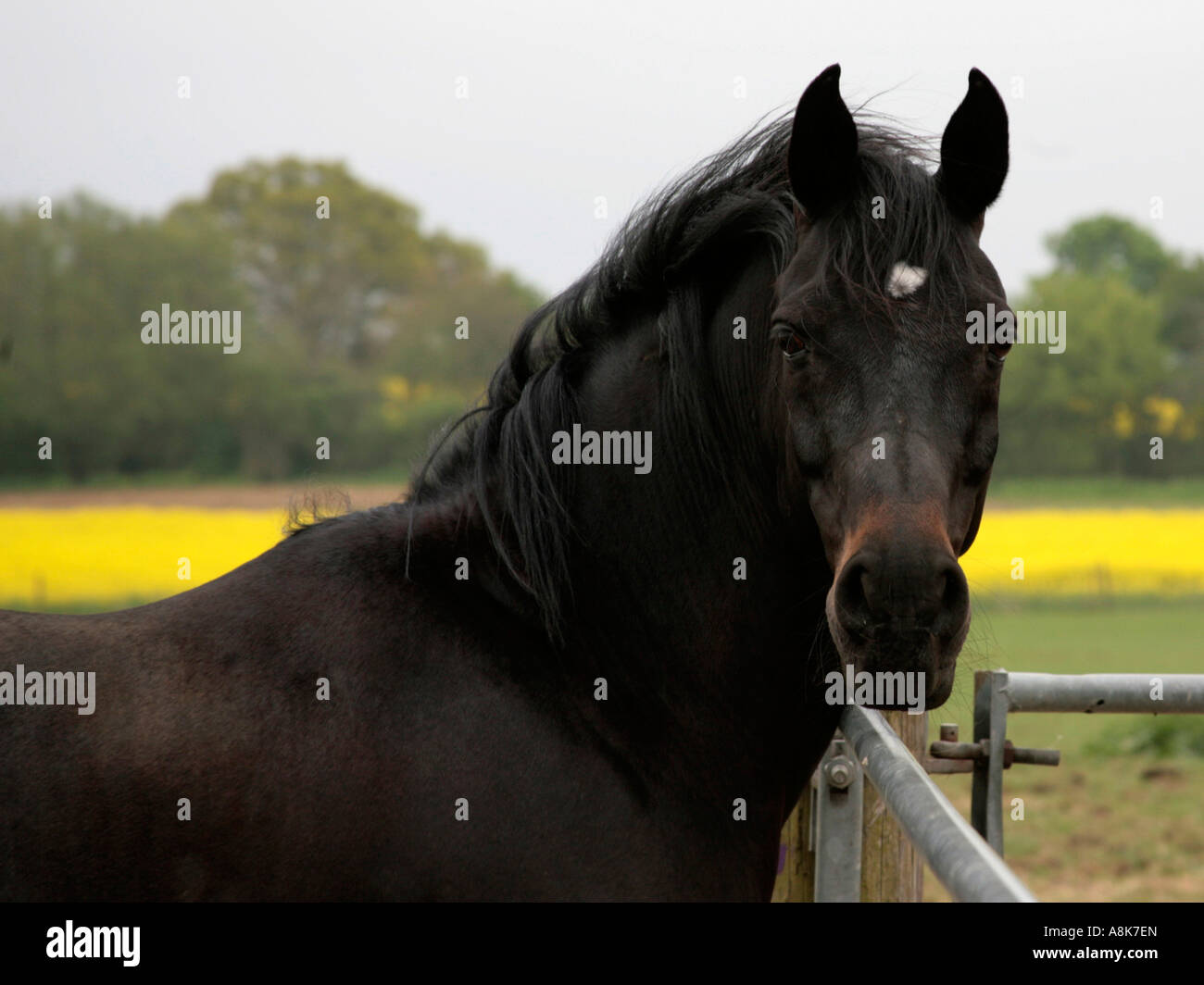 Un étalon arabe noir dans un centre communautaire. Banque D'Images