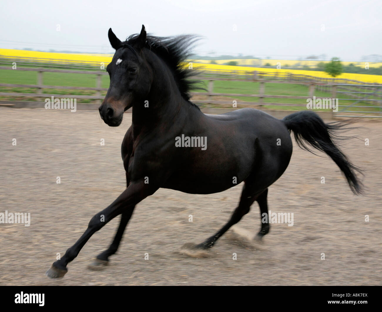Un arabe noir s'exécutant dans un centre communautaire. Banque D'Images