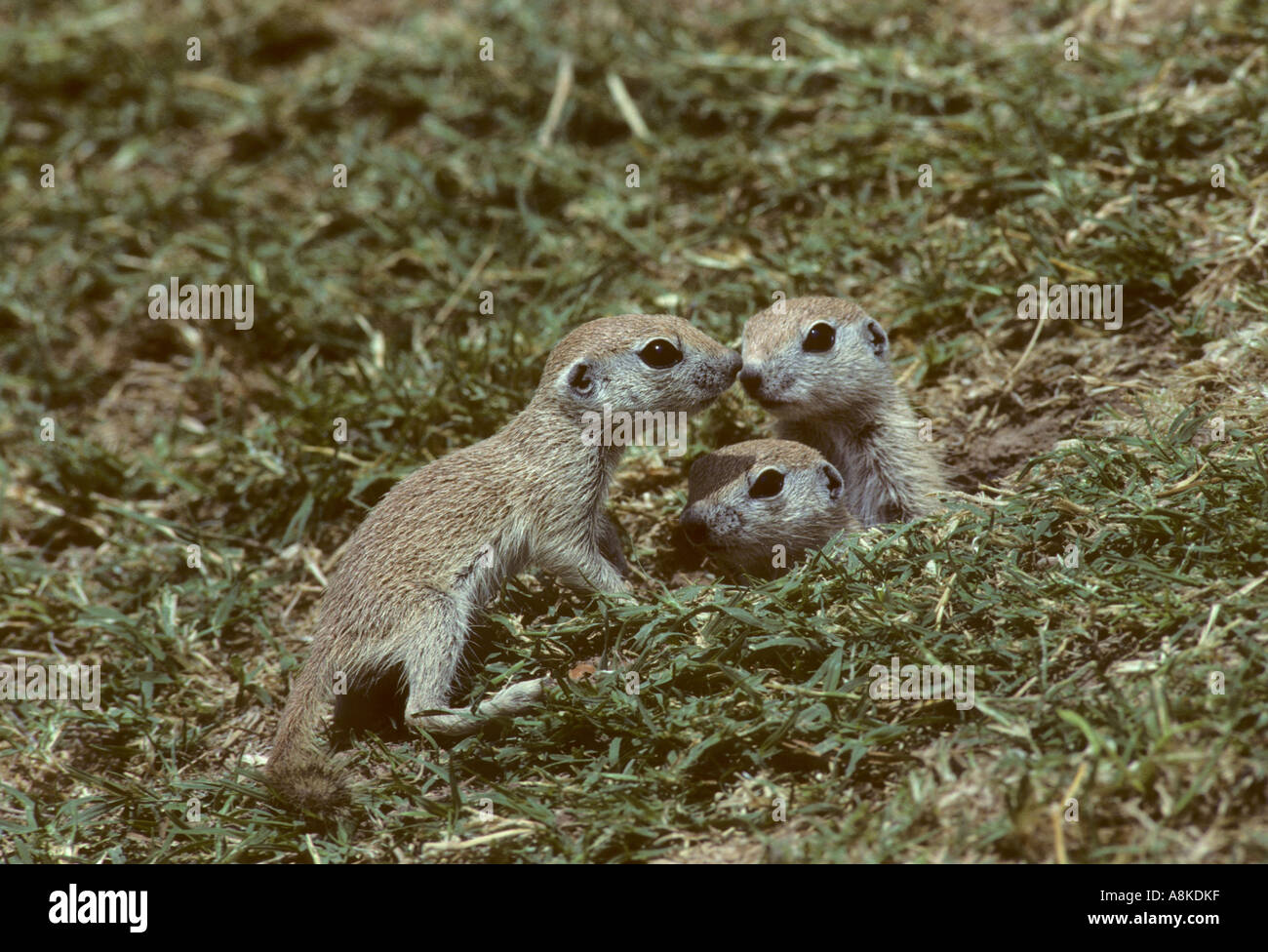 Queue ronde Spermophilus tereticaudus Arizona Banque D'Images