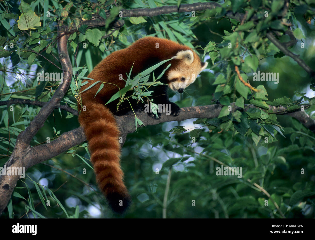 Panda rouge ou moins Ailurus fulgens Himalaya Chine Asie du sud Prisonnier Banque D'Images