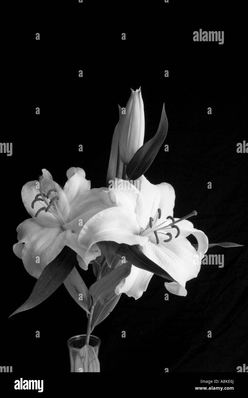 Photographie en noir et blanc d'lilly blanc contre un fond noir Banque D'Images Photographie en noir et blanc d'lilly blanc contre un fond noir Banque D'Images