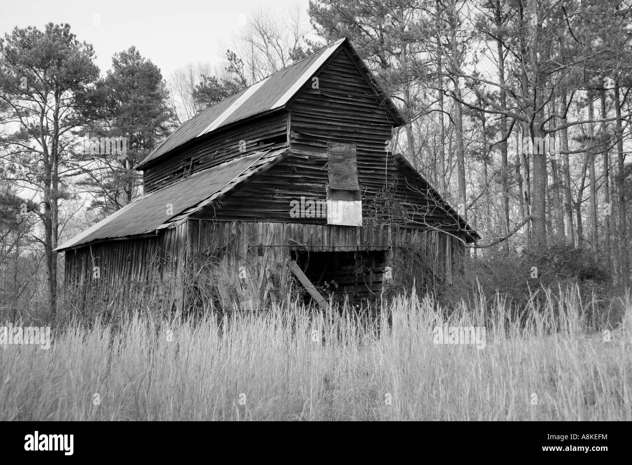 Ancienne grange avec l'herbe haute en premier plan et arbres en arrière-plan, en noir et blanc Banque D'Images