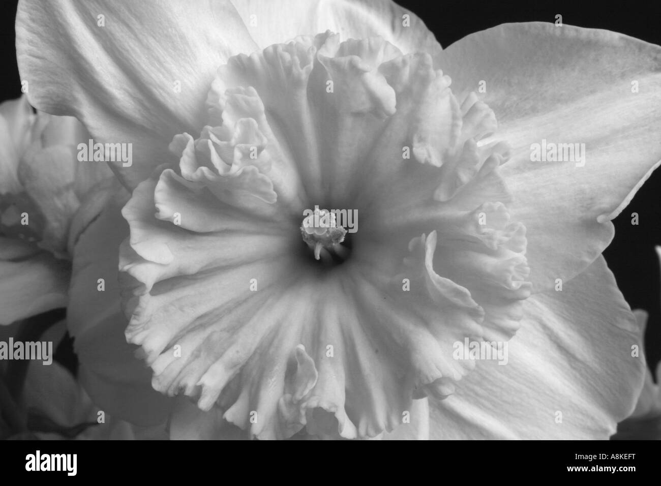 Daffodil en noir et blanc, fleur de l'art Banque D'Images