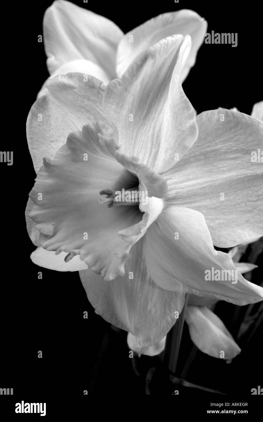 Daffodil en noir et blanc, fleur de l'art Banque D'Images