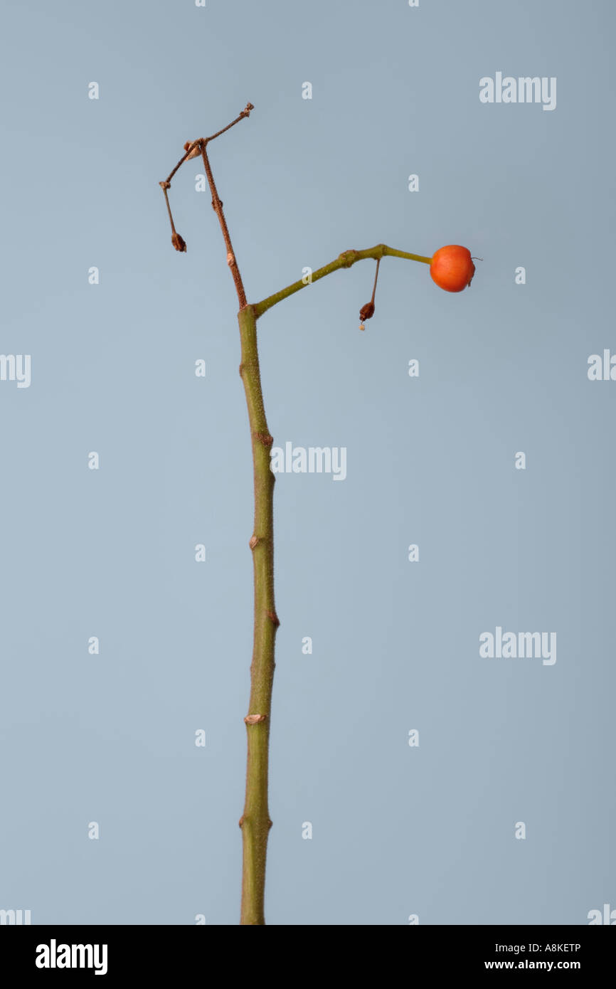 Amélioration des plantes avec des graines et de petits fruits orange, lat Ficus benjamina, processus de vieillissement, la reproduction, la carie Banque D'Images