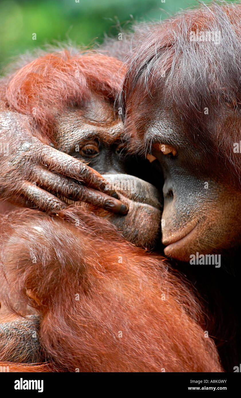 Deux orang-outan hugging Banque D'Images