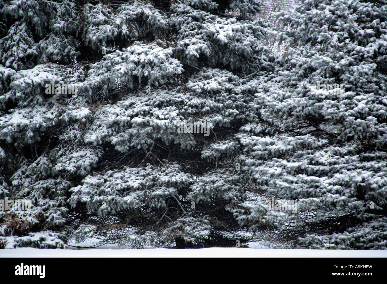 Neige sur les arbres Banque D'Images