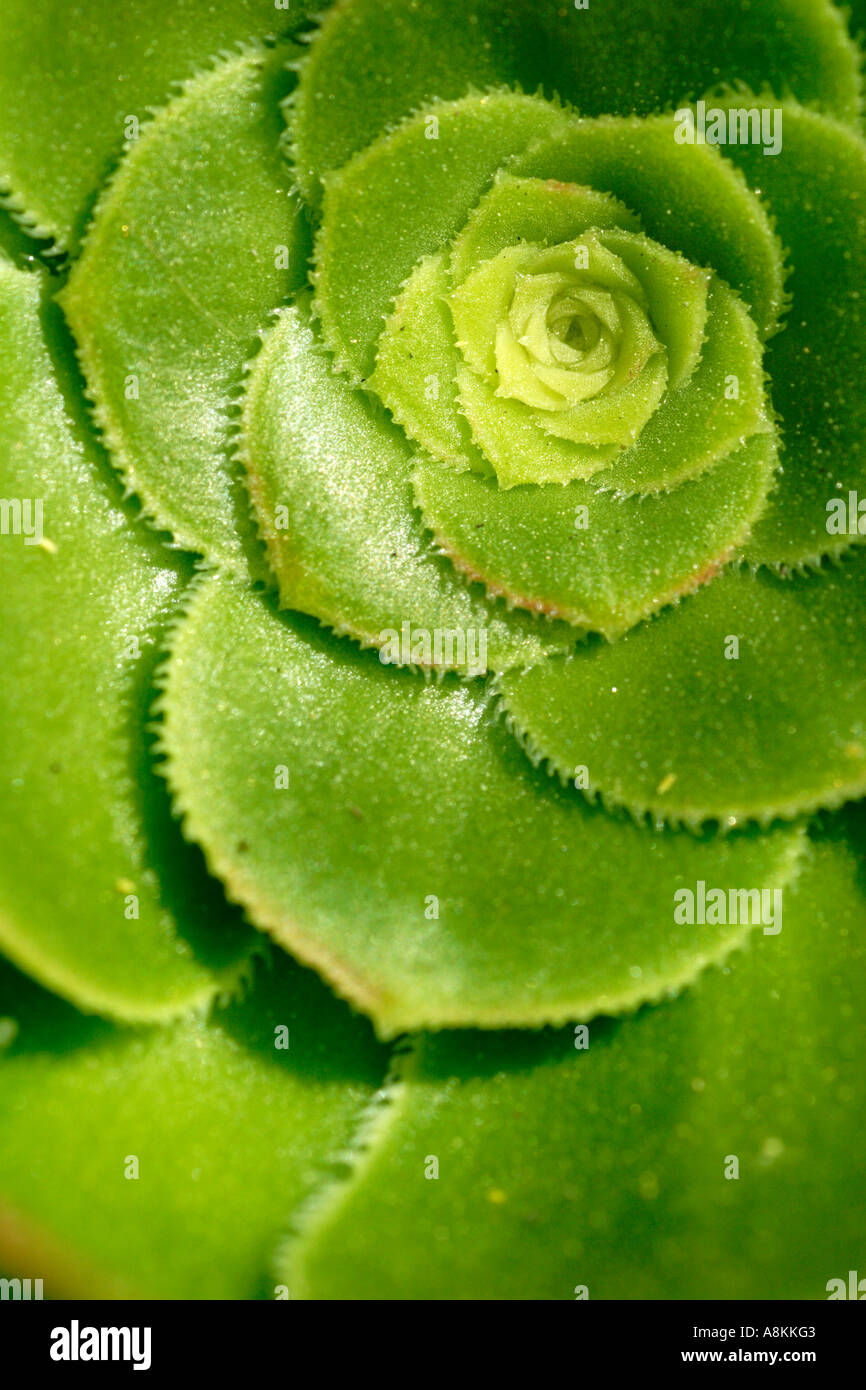 Aeonium sp rosette Banque D'Images