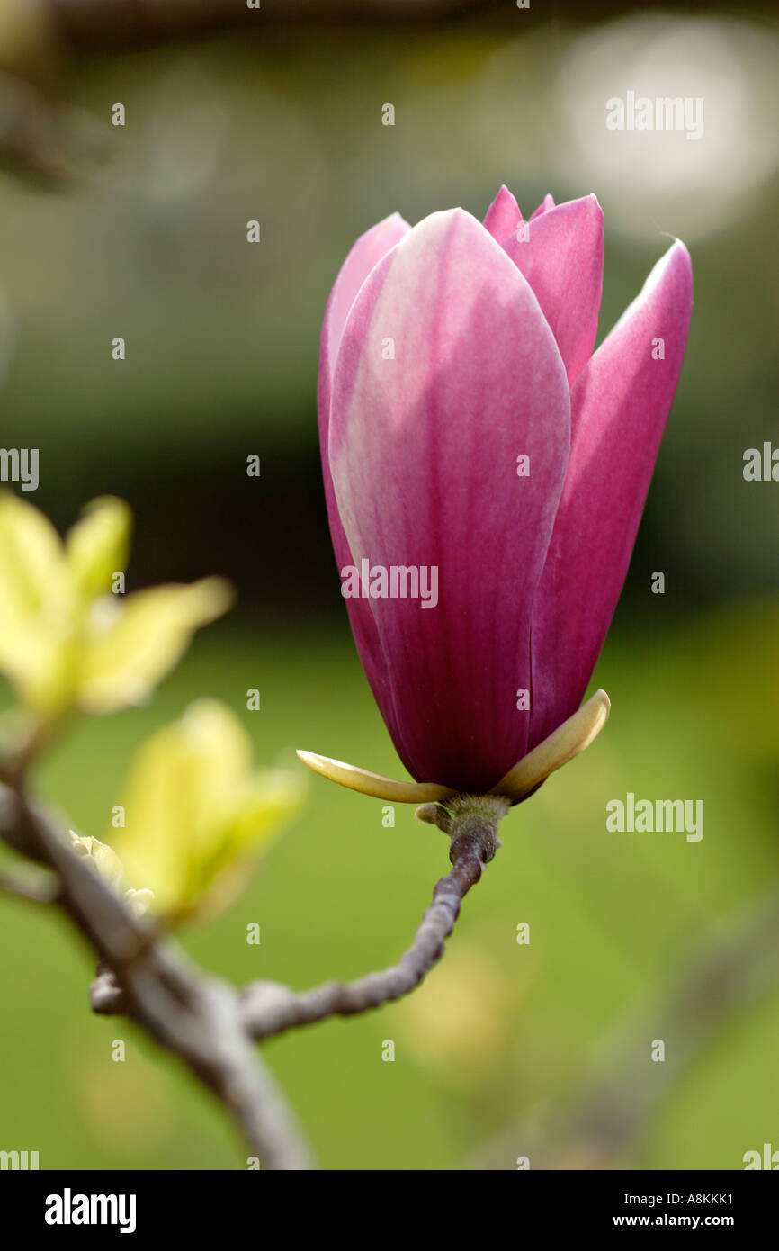 Fleur de tulipier Magnolia denudata Nigra Banque D'Images