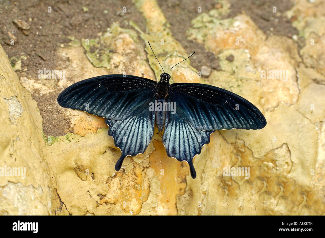 Papillon, Papilio bianor Banque D'Images