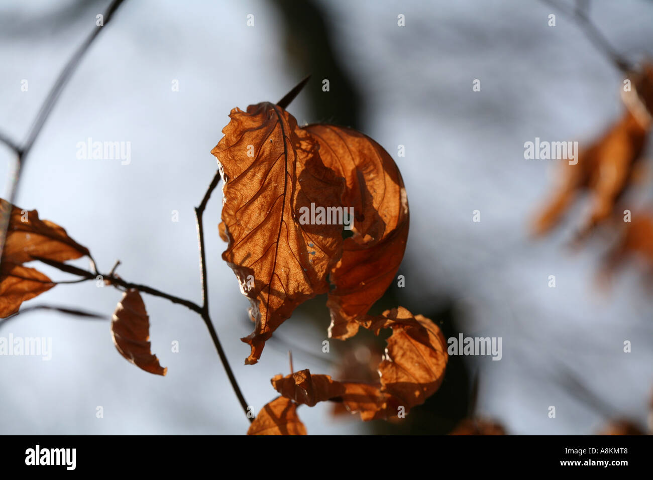 Close-up of dead sécher les vieilles feuilles de hêtre européen (Fagus sylvatica) sur les branches d'arbres en forêt vide en Suisse pendant l'hiver, début du printemps Banque D'Images