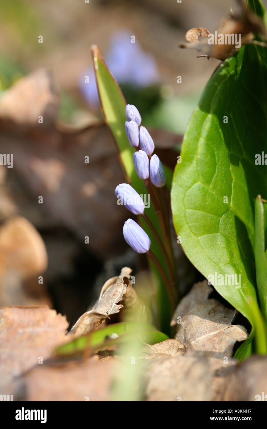 De minuscules bourgeons bleu d'Alpine Squill (Scilla bifolia) première fleur apparaissant à travers les vieilles feuilles sur le sol de bois et prairies Banque D'Images