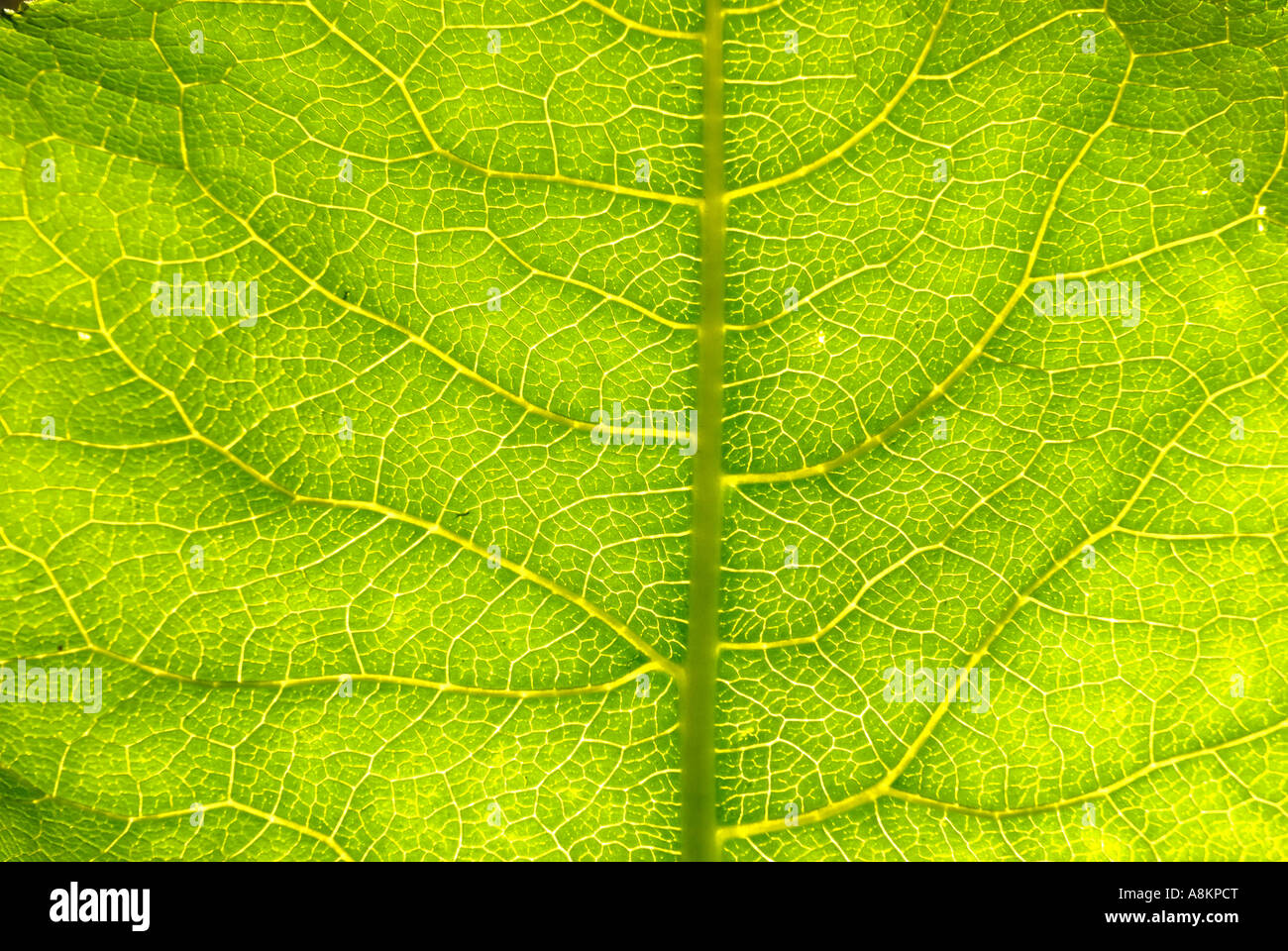 Feuille d'Inula helenium Compositae Asteraceae Banque D'Images