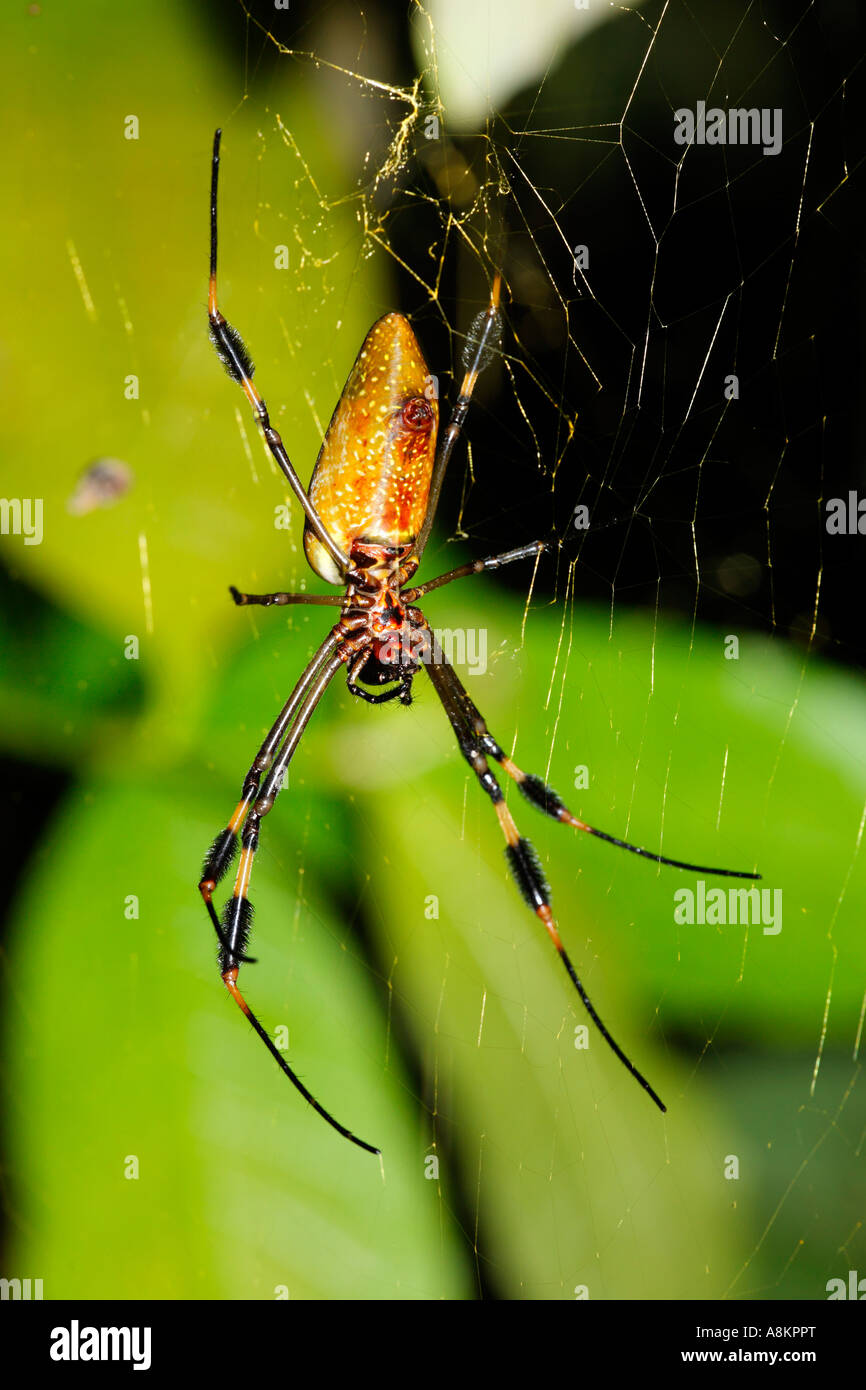 Golden Orb Spider, Golden silk-orb weaver (Nephila clavipes), Costa Rica Banque D'Images