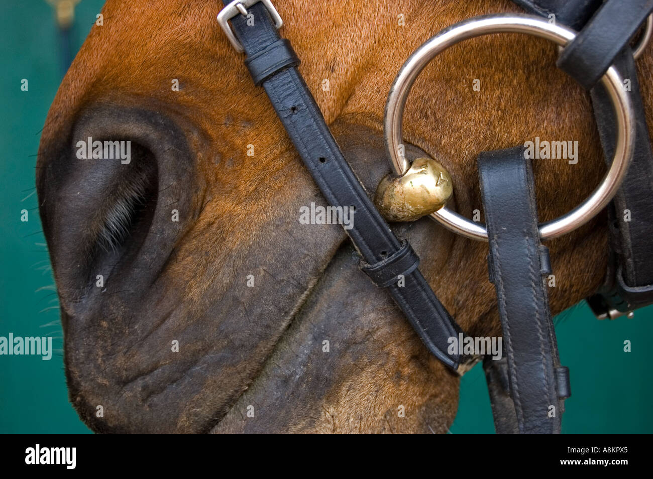 Close up of horse bridle sur la bouche avec Banque D'Images