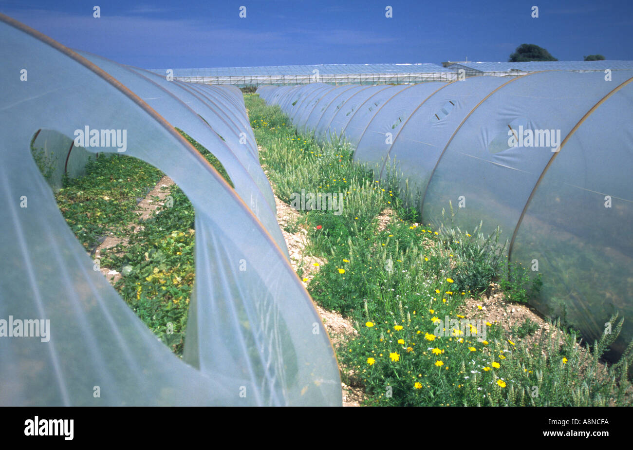 Légumes frais Agricultures serres sur Sicile Italie Banque D'Images