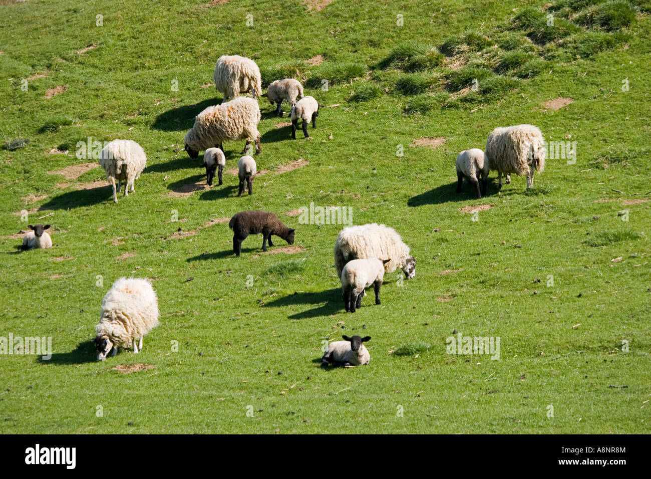 Agneau noir en troupeau de Masham des moutons paissant dans le champ vert campagne des Cotswolds UK Banque D'Images