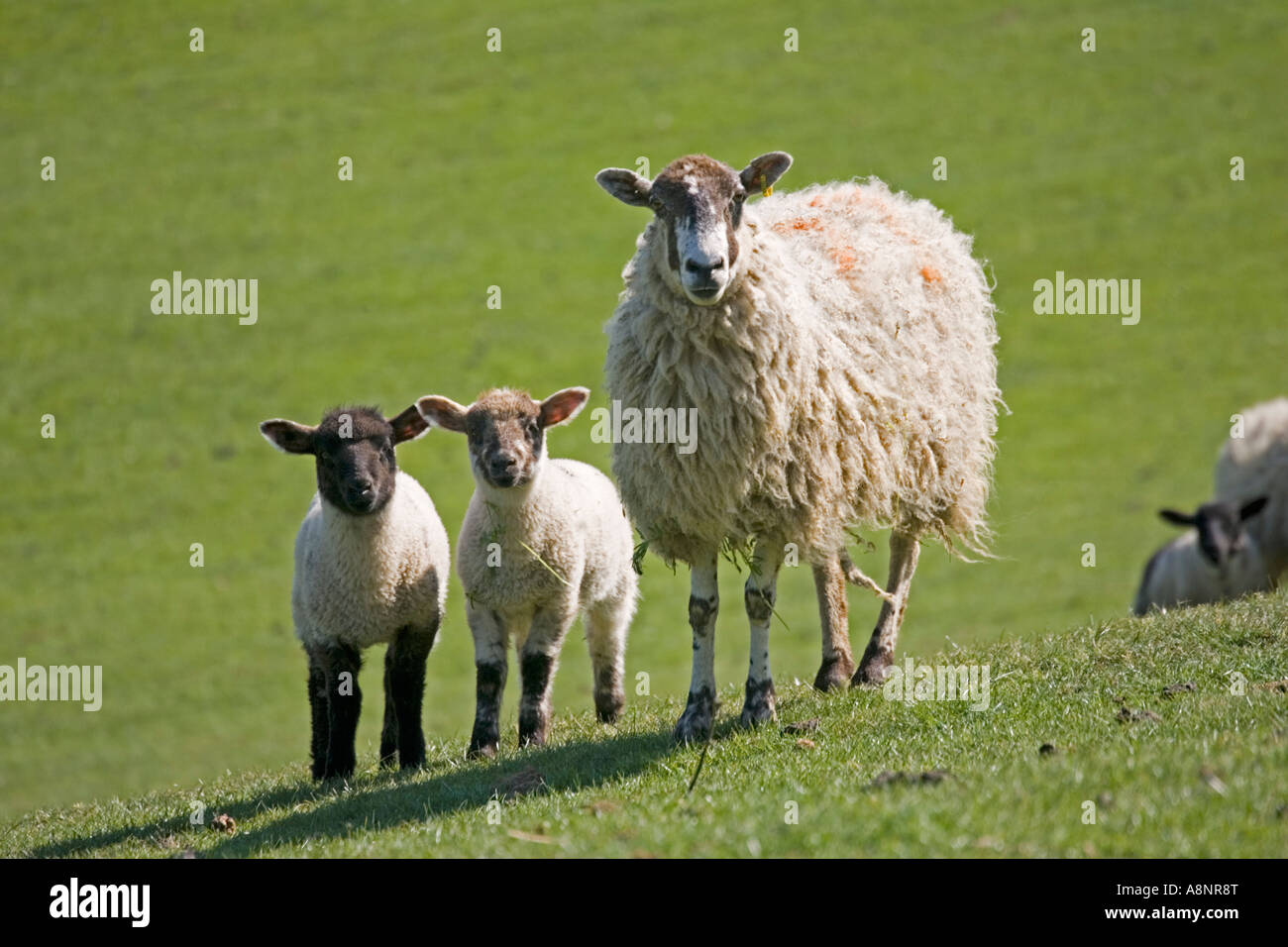 Moutons Brebis Masham avec de jeunes agneaux jumeaux dans champ vert Cotswolds UK Banque D'Images