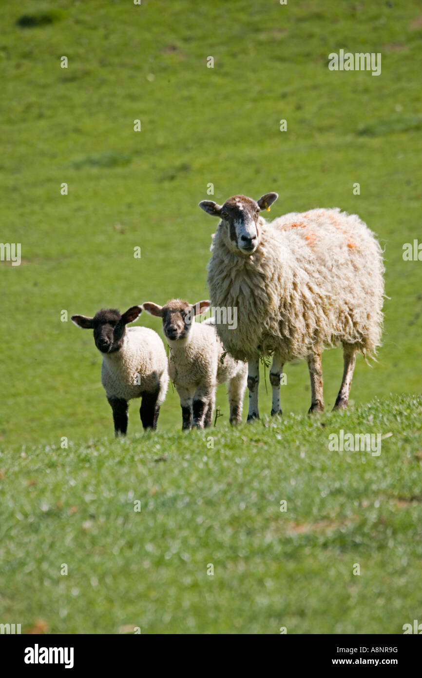 Moutons Brebis Masham avec de jeunes agneaux jumeaux dans champ vert Cotswolds UK Banque D'Images