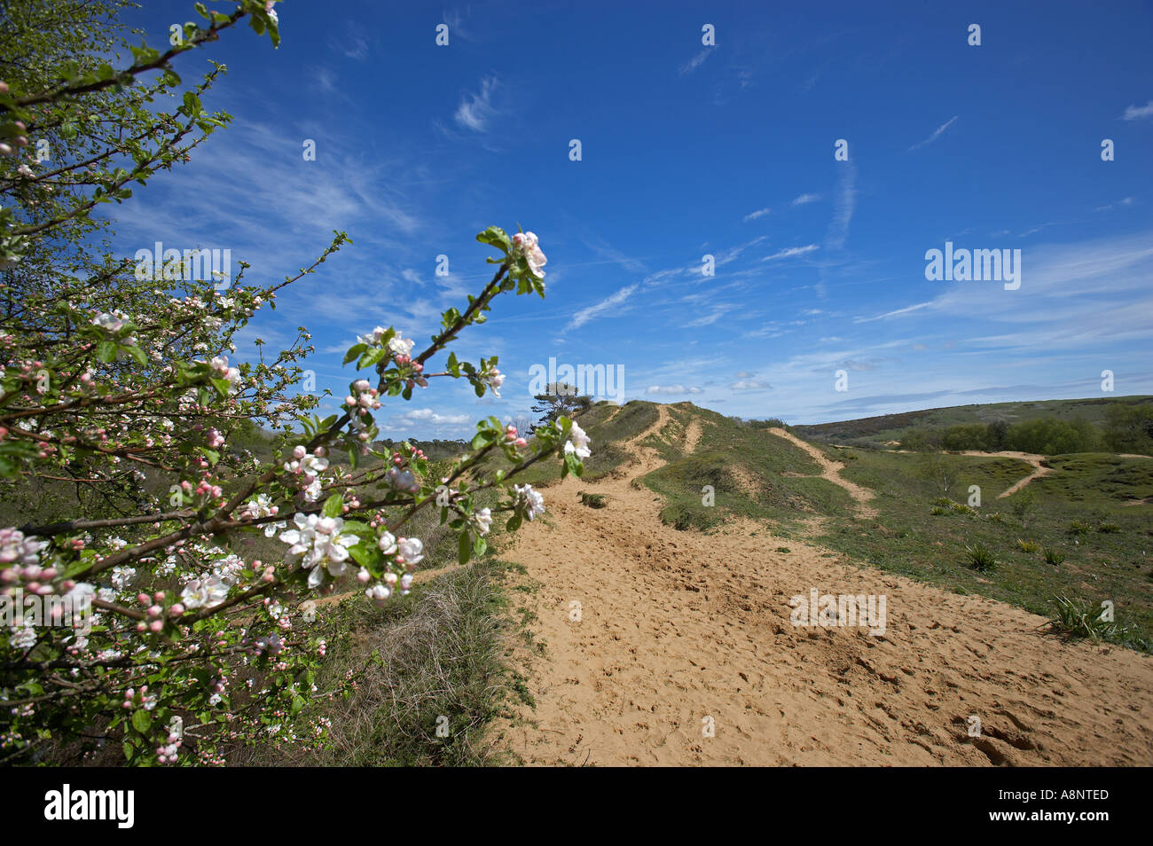 Des fleurs sur les dunes de sable, Merthyr Mawr, près de Bridgend, Glamorgan, Pays de Galles, Royaume-Uni Banque D'Images