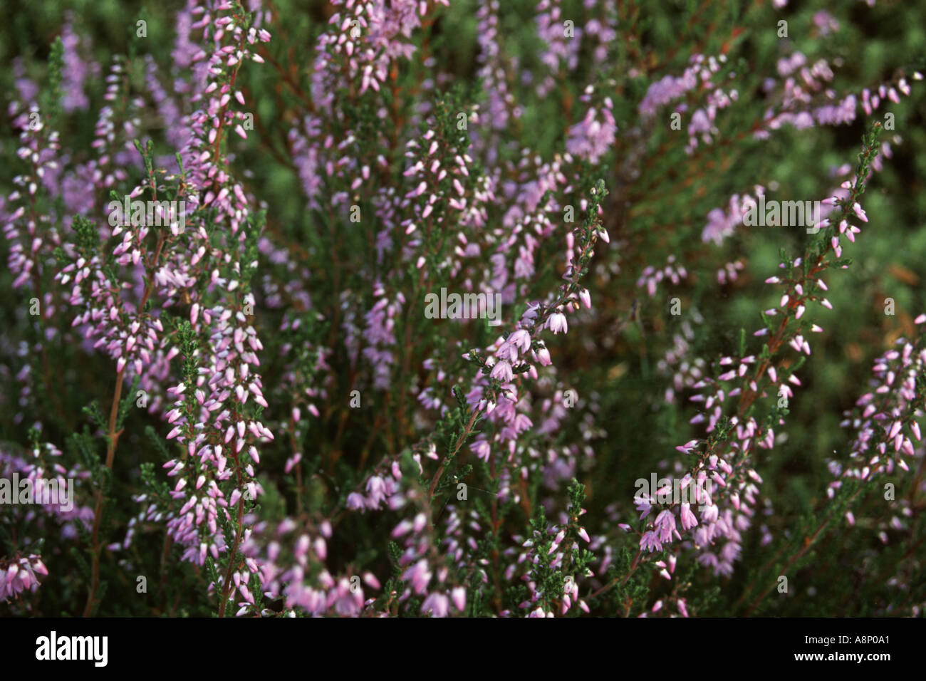 Près de Ling Banque D'Images