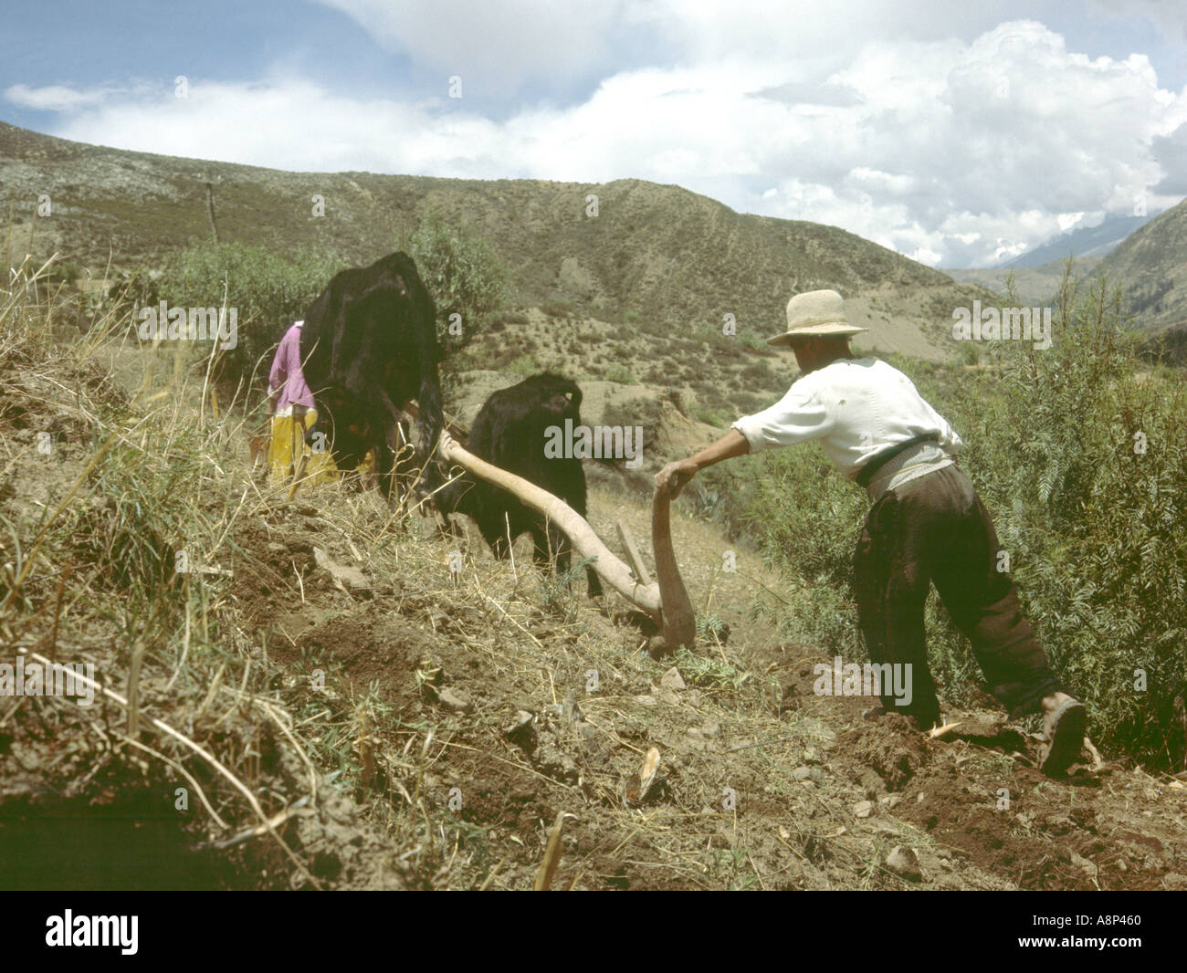 Agriculteur de la campagne andine du Pérou à l'aide d'une charrue en bois traditionnelles tirées par des bœufs Banque D'Images