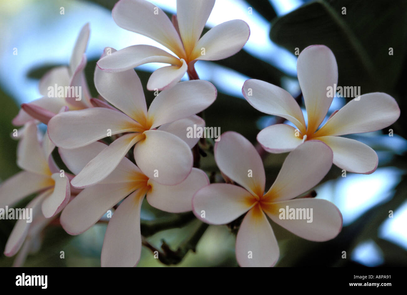 Blanc et jaune Flore à Hawaii USA Banque D'Images
