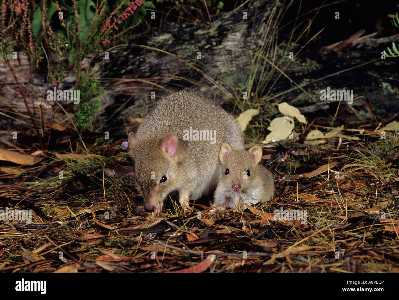 Bettongia gaimardi Bettong creusant de Tasmanie et joey femelle photographiée en Tasmanie, Australie Banque D'Images