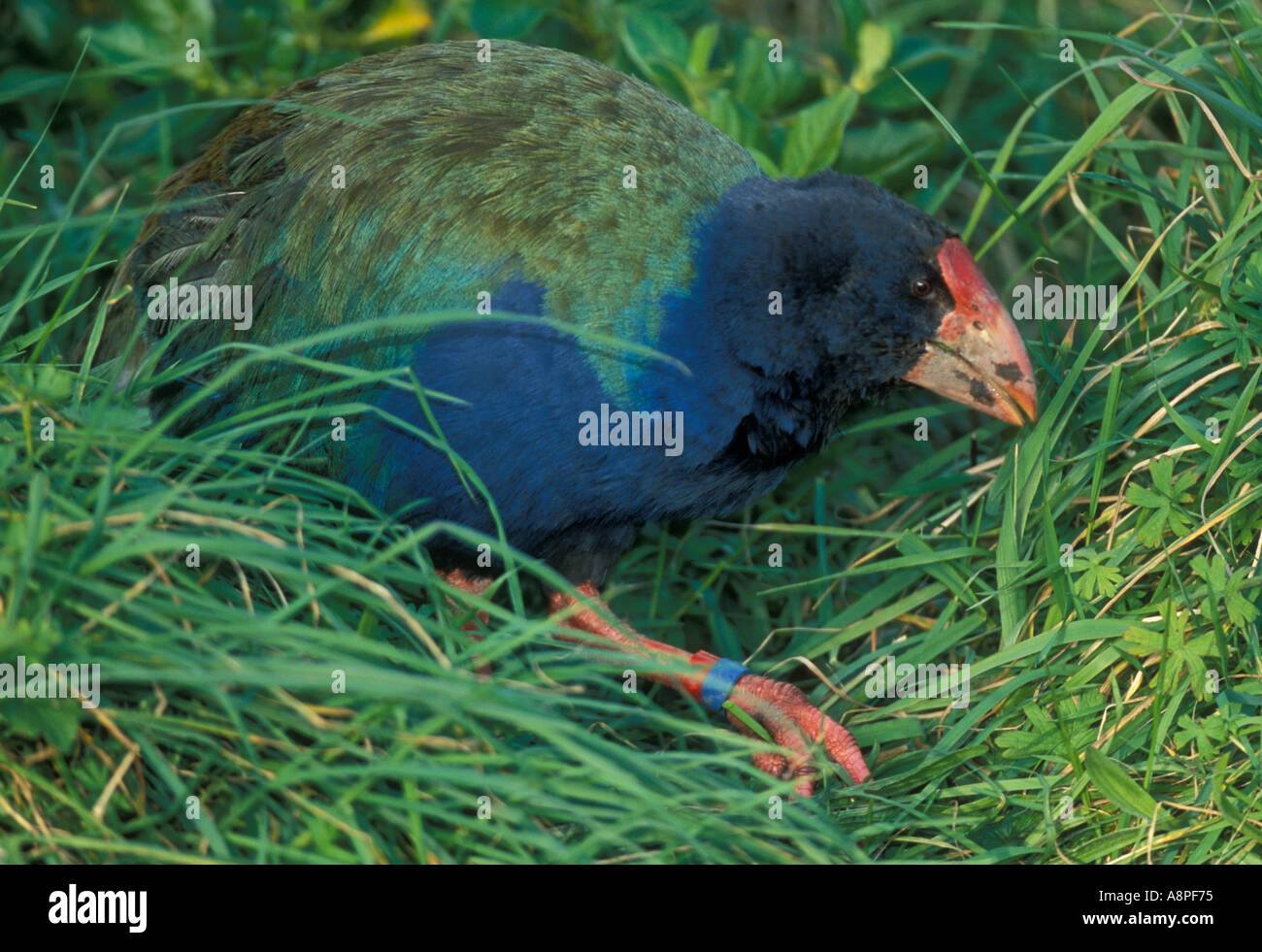 Talève takahé (Notornis mantelli) Nouvelle-zélande oiseaux endémiques en voie de disparition, Tiri Tiri Matangi Island Banque D'Images