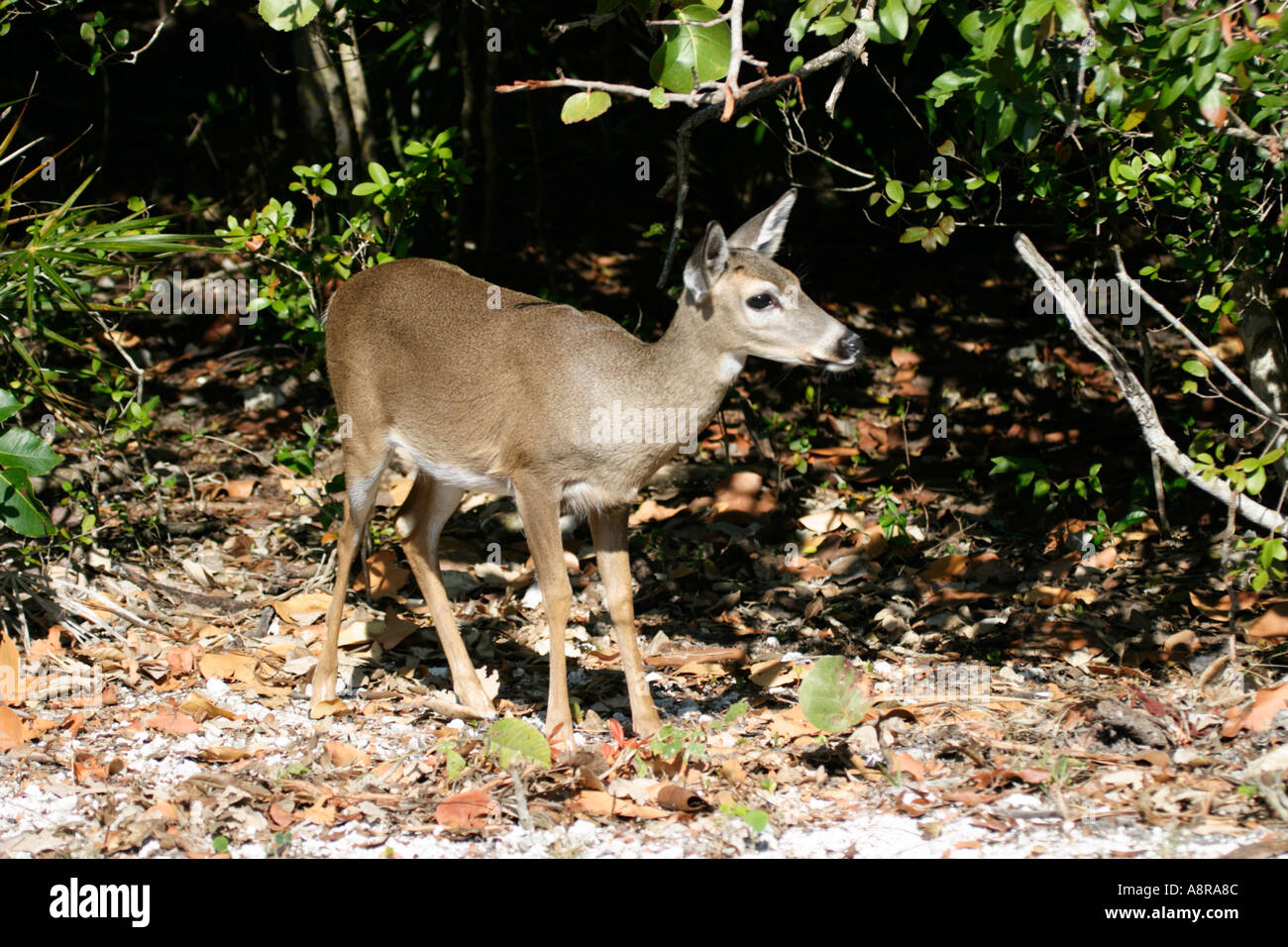 Florida Key Deer Banque D'Images