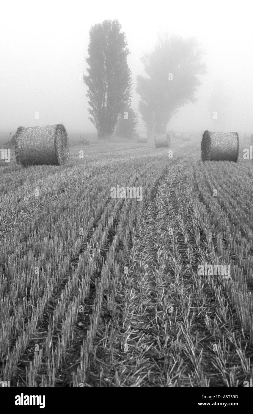 Matin brumeux harvest time 2p.c. Banque D'Images