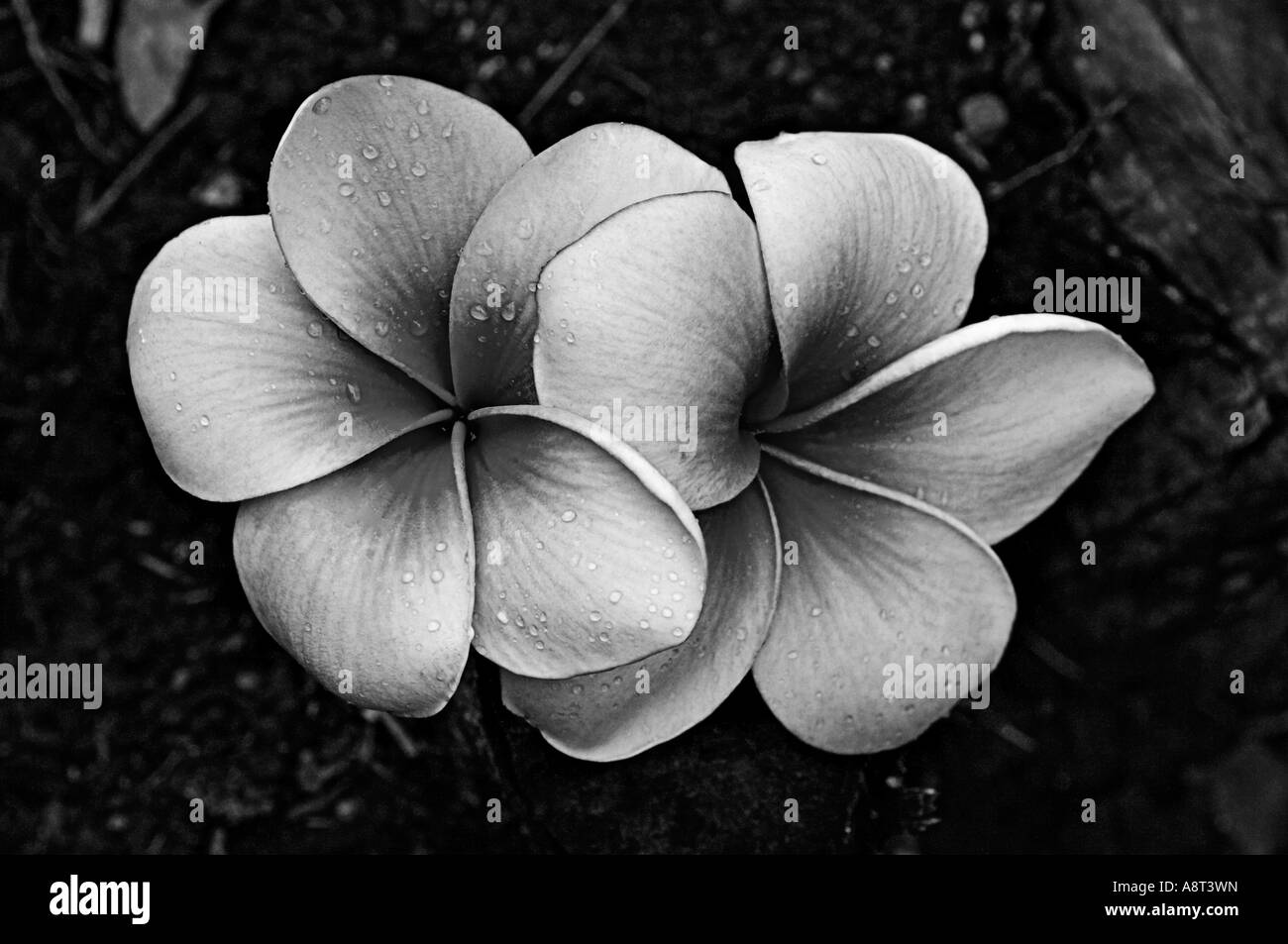 Nom commun Plumeria Frangipani AKA Dead Man s doigts en Australie Banque D'Images