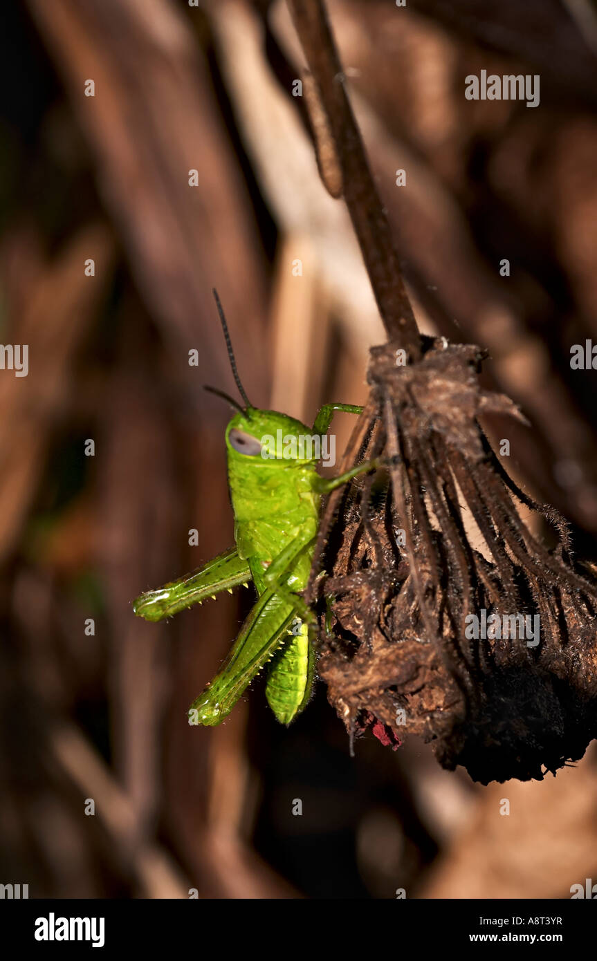 Les sauterelles sont un groupe d'insectes appartenant au sous-ordre Caelifera. Banque D'Images