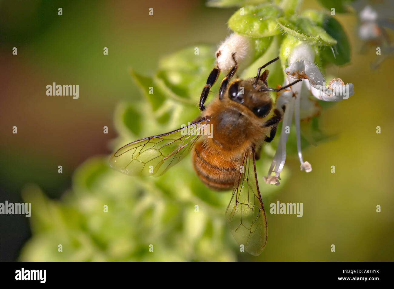 L'abeille Apis mellifera européenne recueillir le nectar des fleurs de basilic Sydney Australie Banque D'Images