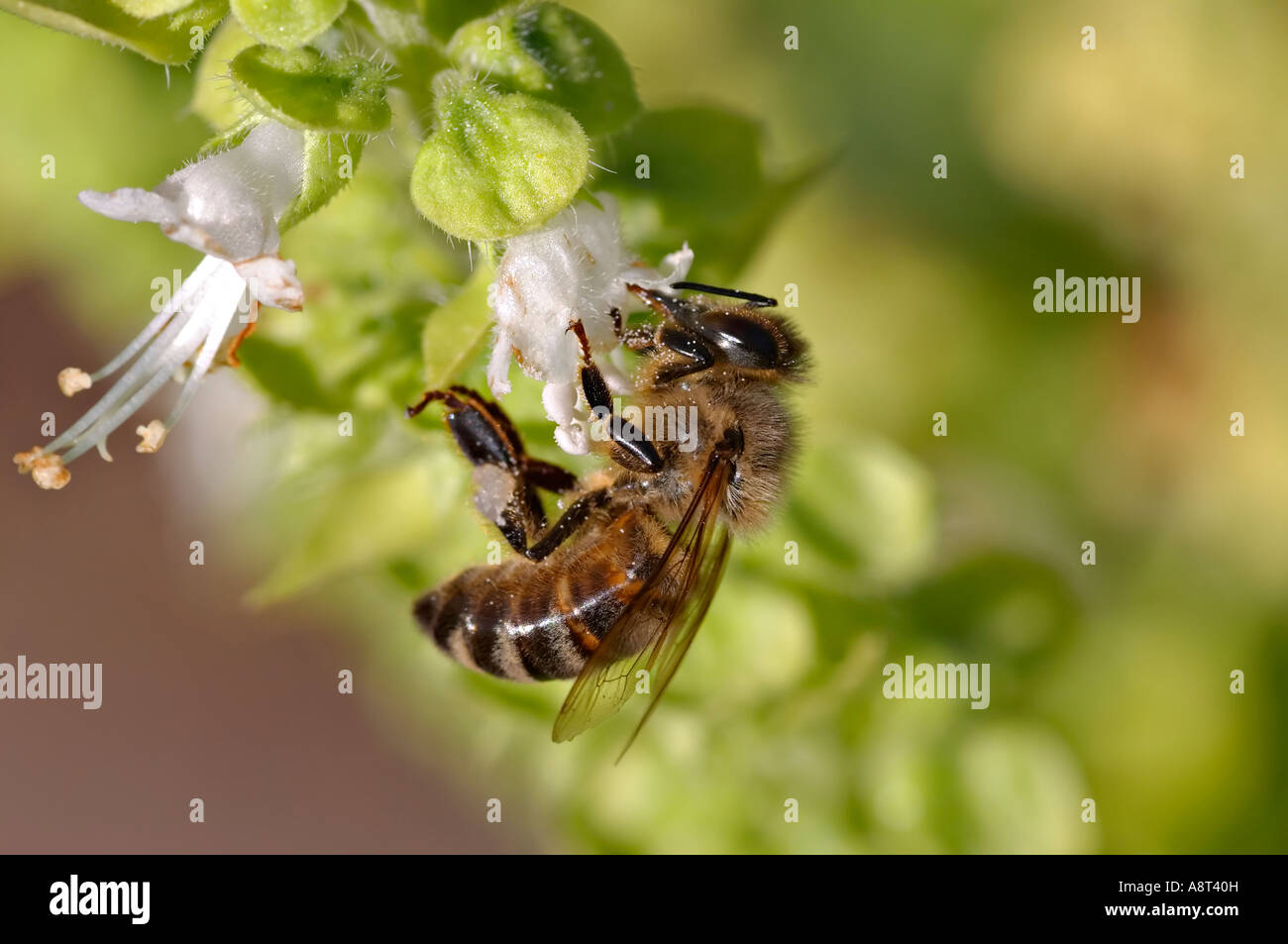 L'abeille Apis mellifera européenne recueillir le nectar des fleurs de basilic Sydney Australie Banque D'Images