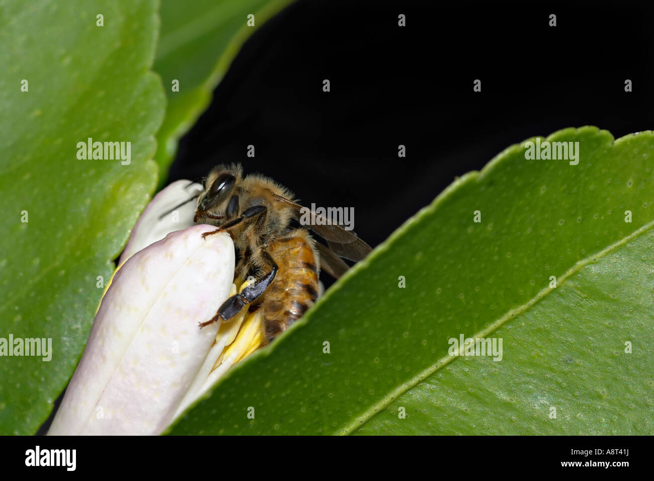 Ou commercial européen d'abeille Miel nectar de lemon tree blossom Océanie Australie Sydney Banque D'Images