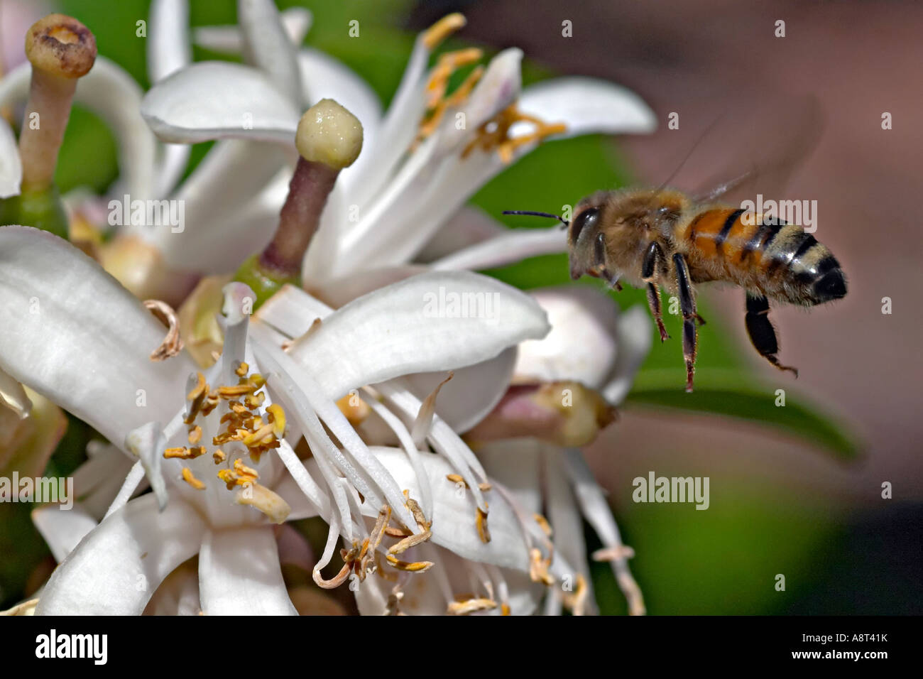 L'abeille européenne Apis mellifera planant près de lemon tree blossom Sydney Australie Banque D'Images