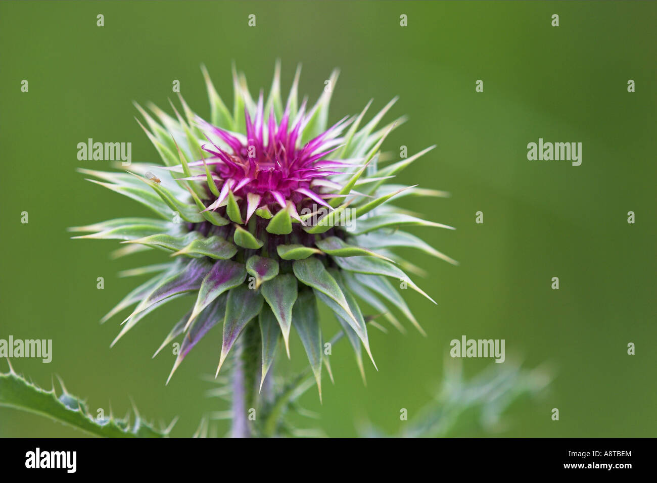 Le musc chardon, chardon penché (Carduus nutans), la tête (inflorescence), l'Autriche, Burgenland, NP Neusiedler See Banque D'Images