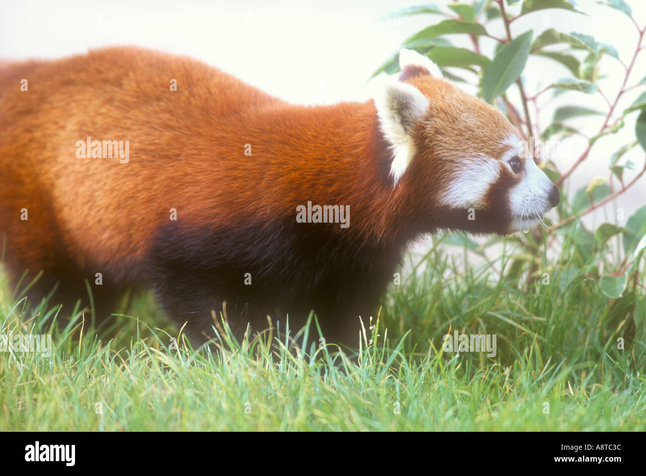 Ailurus fulgens Banque D'Images