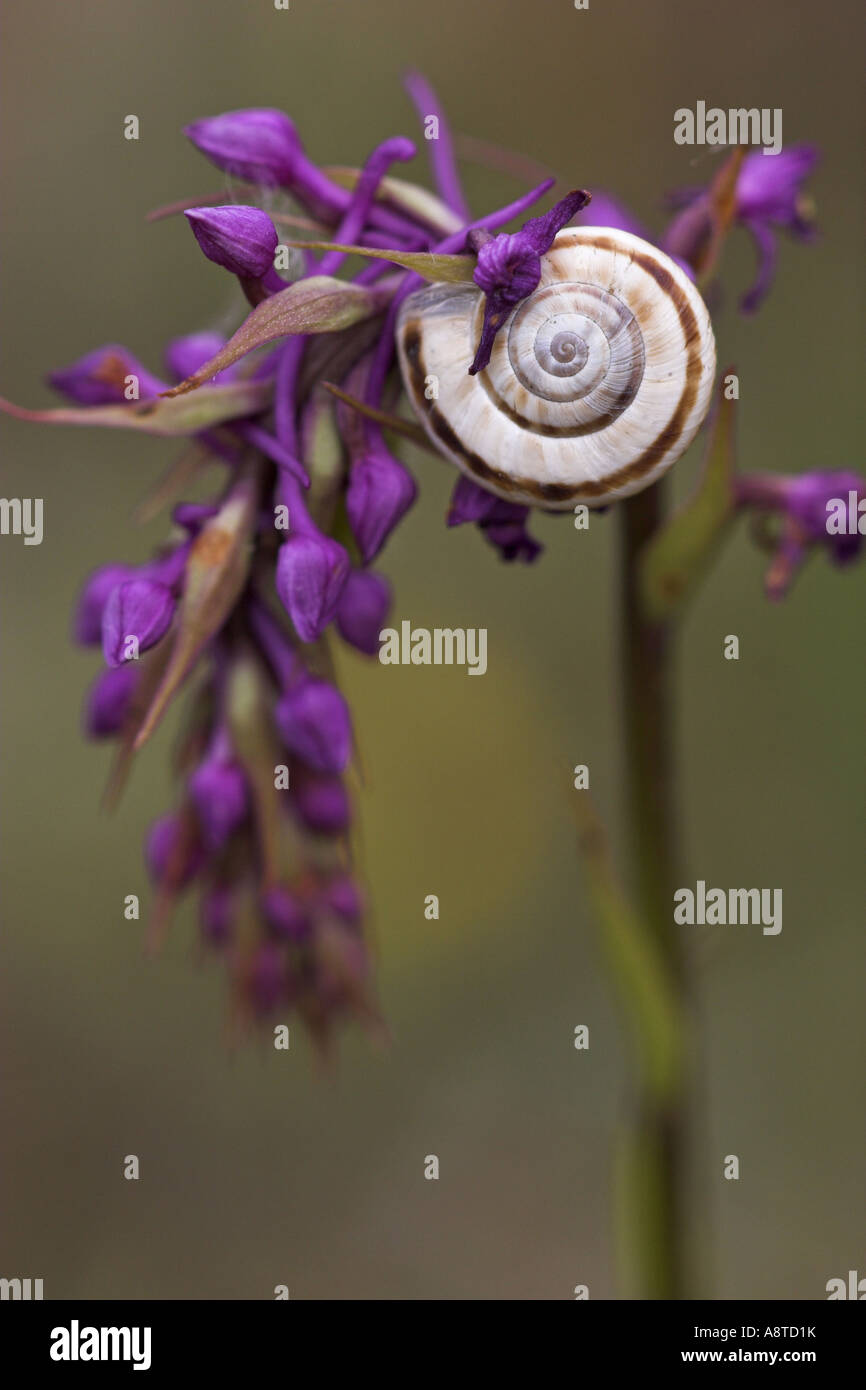 White heath (escargot Helicella obvia, Xerolenta obvia), sur Gymnadenia conopsea, Allemagne, Bade-Wurtemberg Banque D'Images