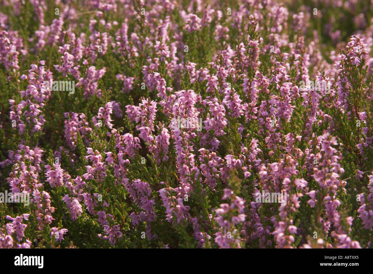 Heather Calluna vulgaris Banque D'Images