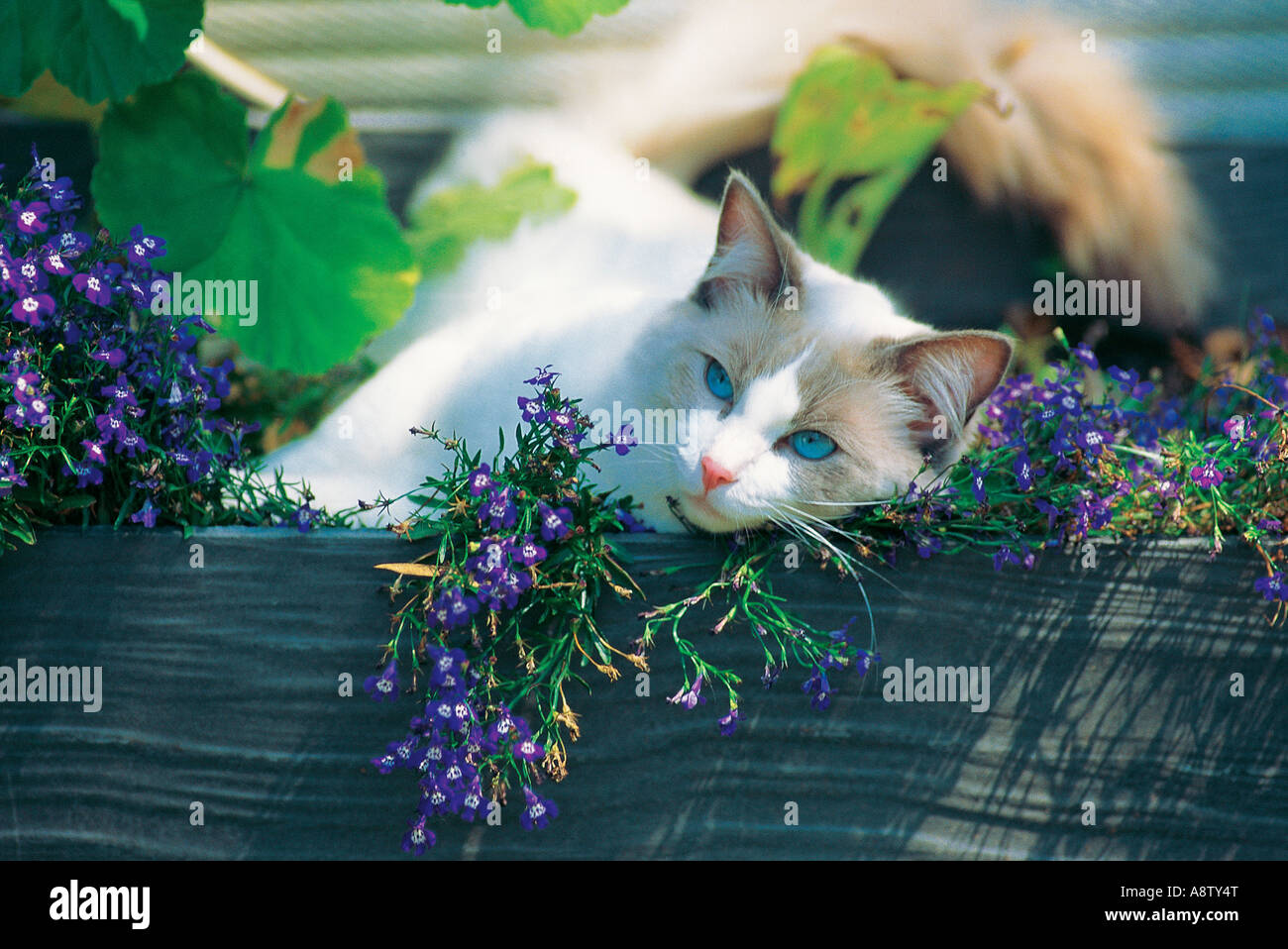 Vue sur le jardin extérieur du repos Ragdoll Tomcat. Banque D'Images