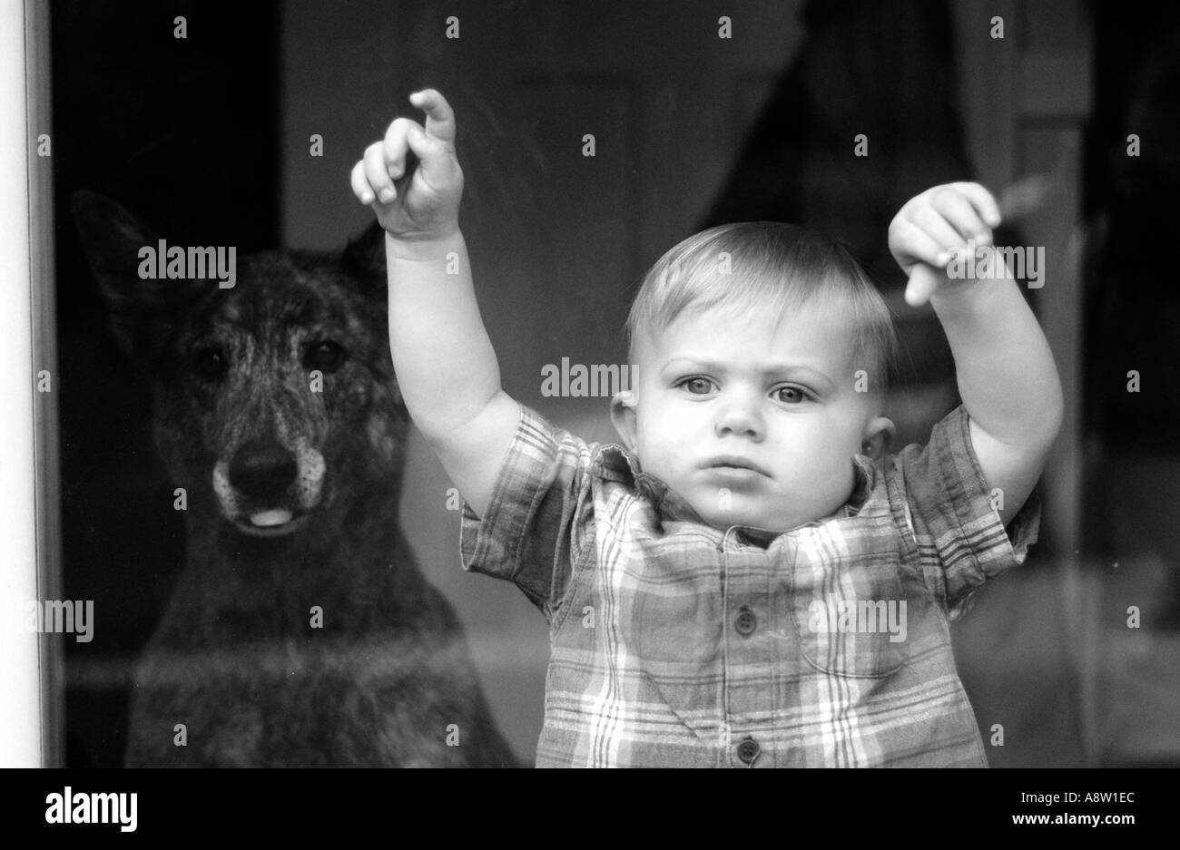 Petit garçon au chien regarde par la porte de verre Chambre Banque D'Images